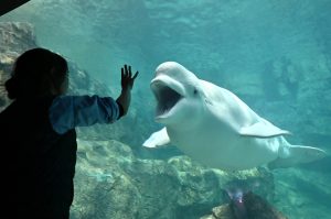 新「ベルーガ」平日限定イベント「ベルーガトーク～二つの窓を行ったり来たり～」がスタートします