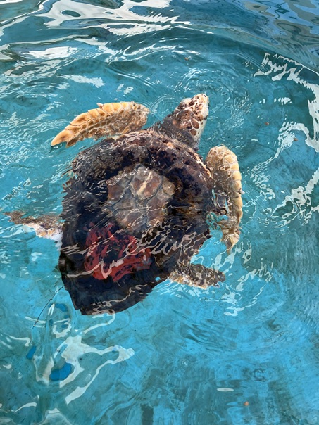 モックン　～甲羅の送信機ついに外れる～