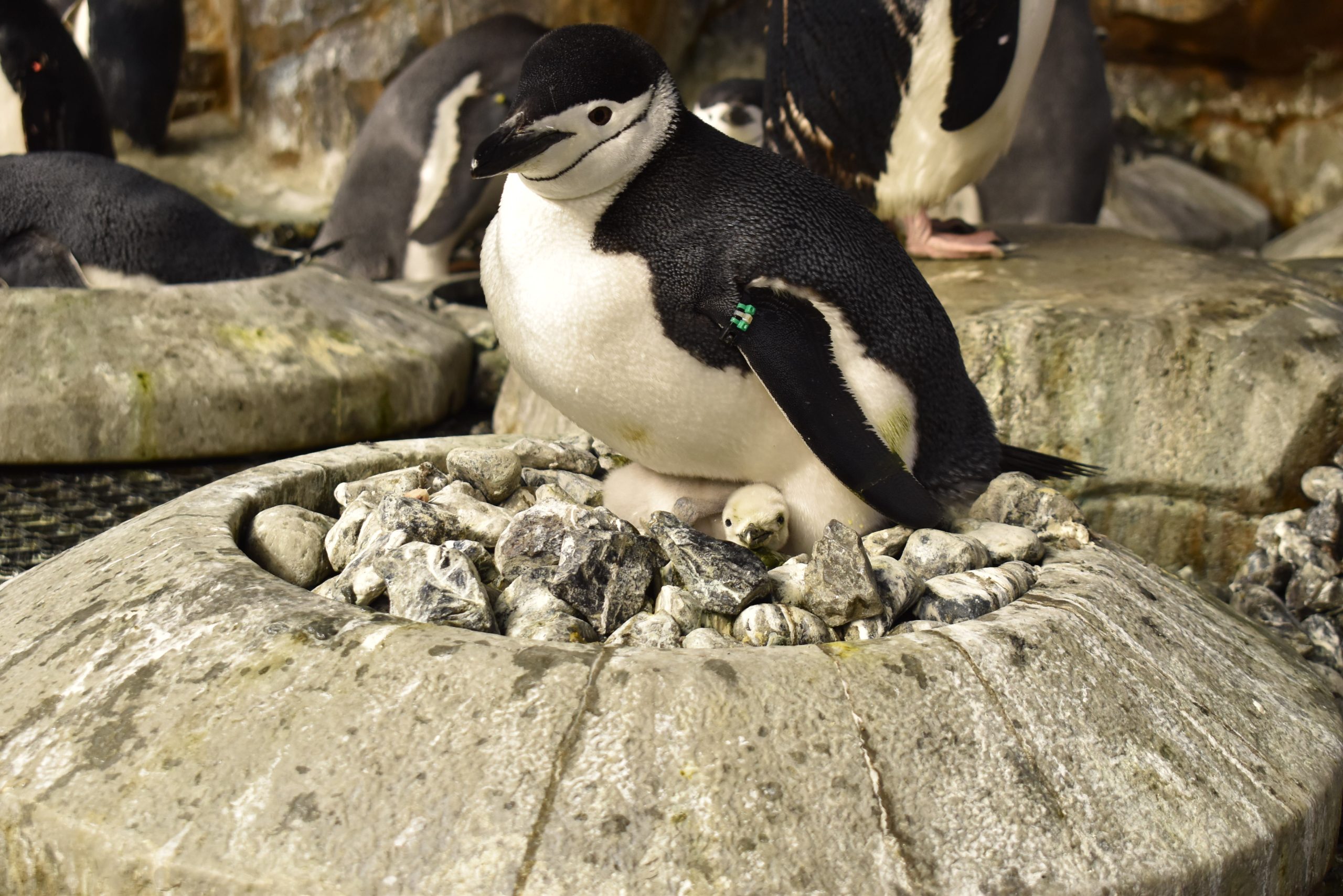 ヒナの時だから見えるもの？