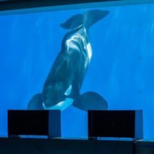 令和７年度名古屋港水族館共同研究講演会 「シャチは世界をどう見ているのか、への挑戦」の参加者を募集します
