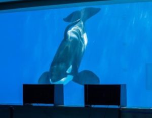 令和７年度名古屋港水族館共同研究講演会 「シャチは世界をどう見ているのか、への挑戦」の参加者を募集します