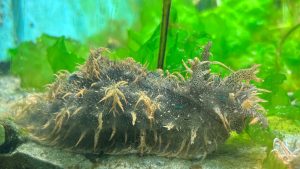 WANTED!　このウサギにピンときたら…。