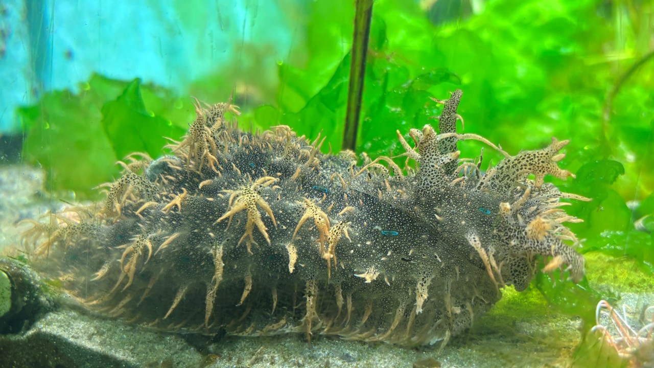 WANTED!　このウサギにピンときたら…。