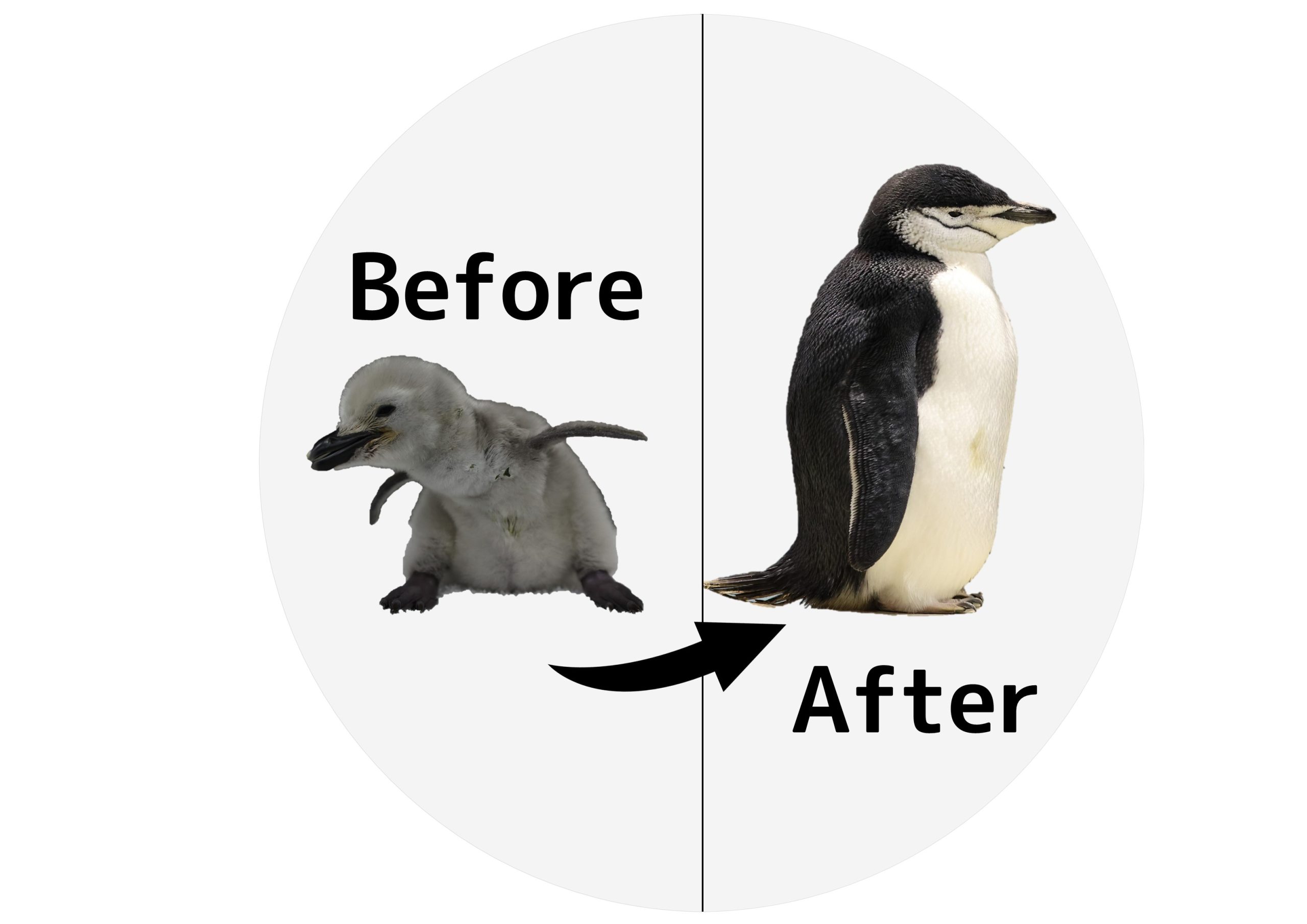 ペンギンタイムズからのお知らせ～あっという間劇場～