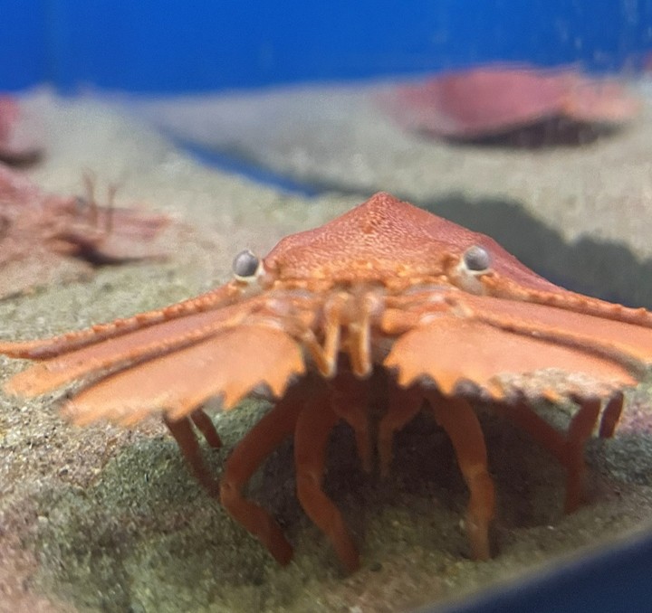 再び登場！「ウチワエビ」