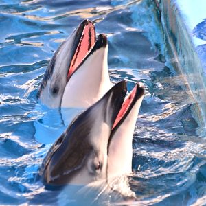 どんな餌を食べているの？