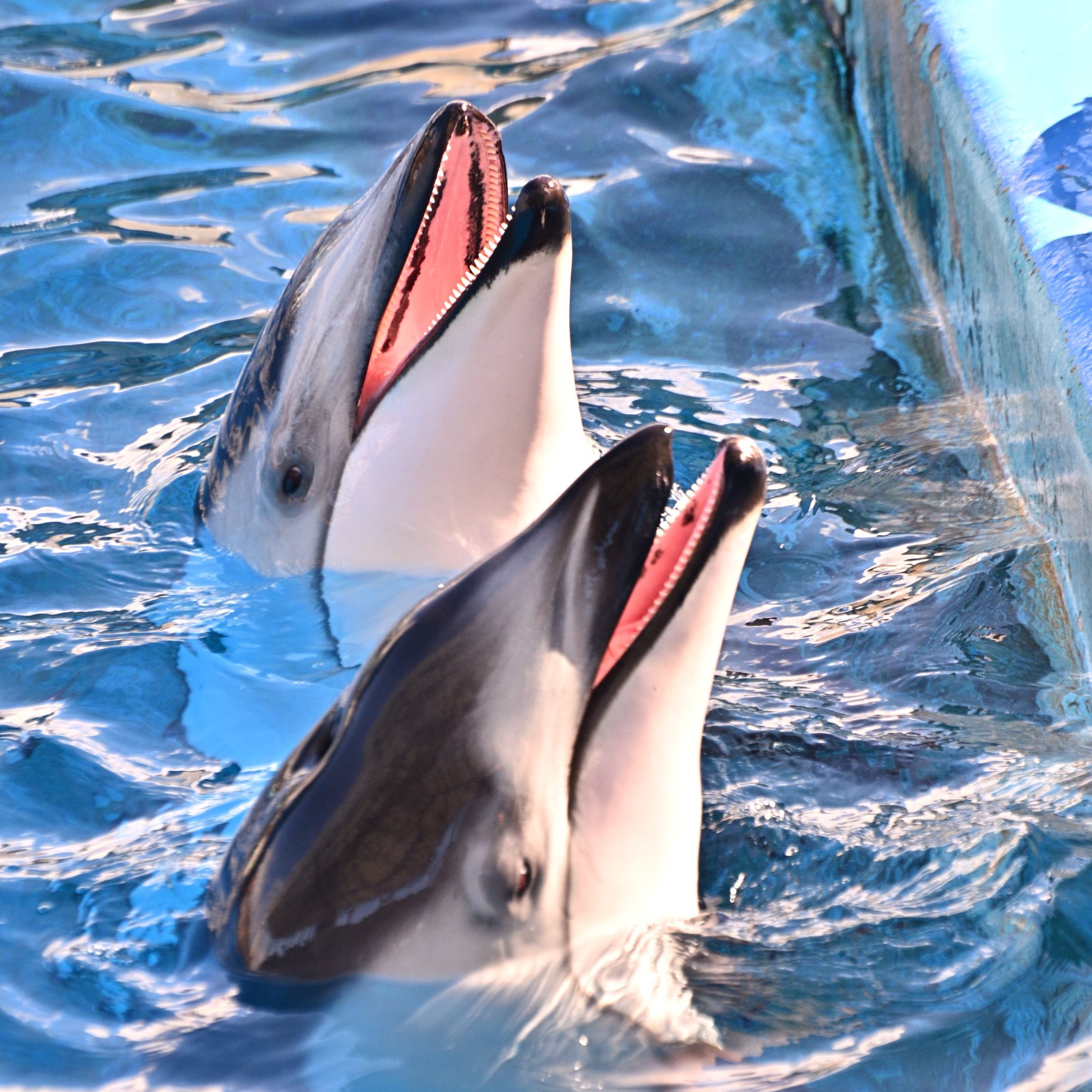 どんな餌を食べているの？
