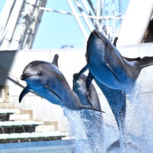 ジャンプに個性が！？