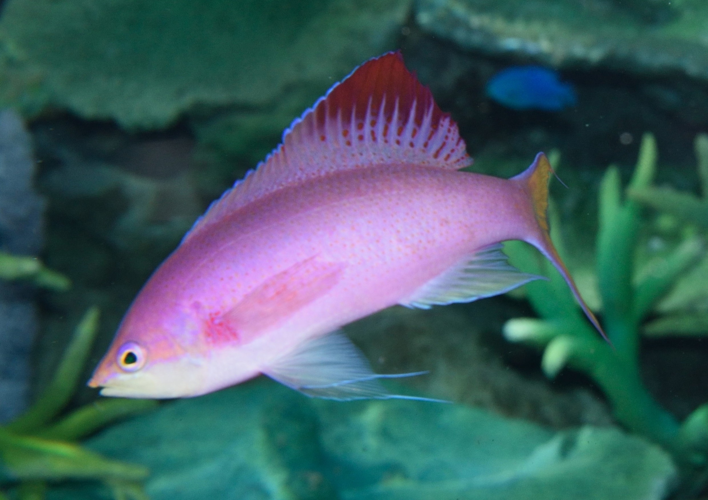 企画展示 バレンタイン・ホワイトデー  「恋が花開く ～甘い海のValentine’s Day＆ White day～」を開催します