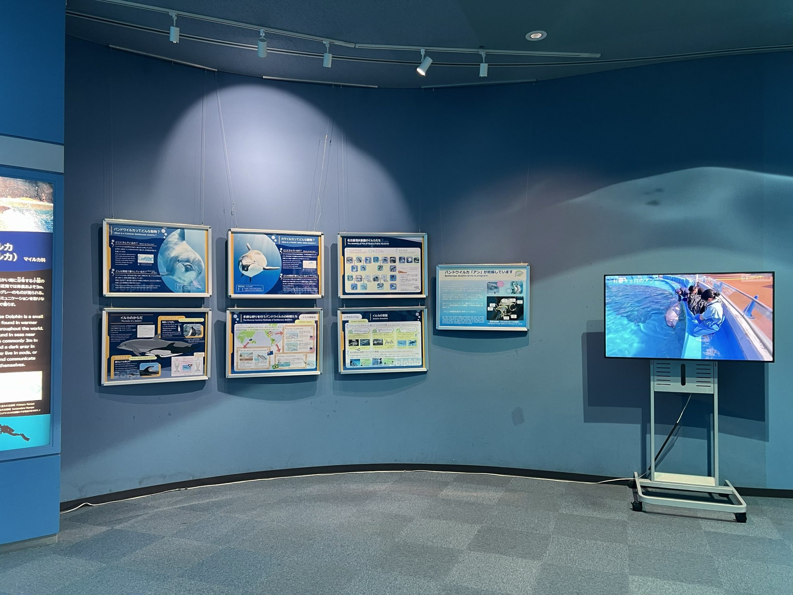 イルカ展示パネルが新しくなりました！