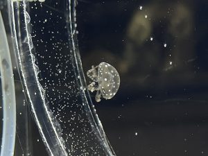 タコクラゲの赤ちゃん