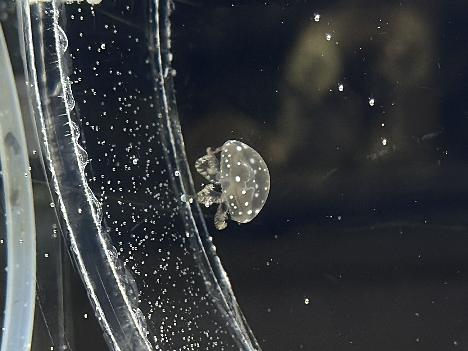 タコクラゲの赤ちゃん