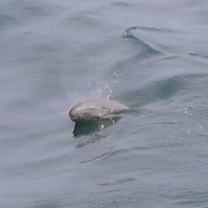 スナメリかんさつツアーを開催しました