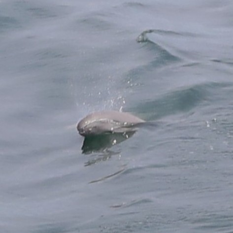 スナメリかんさつツアーを開催しました