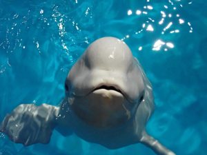 ベルーガの魅力ポイント「メロン」