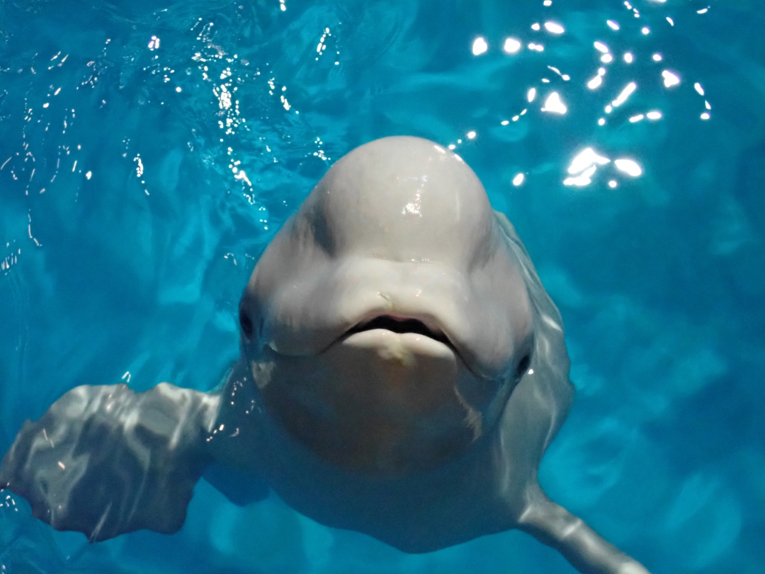 ベルーガの魅力ポイント「メロン」