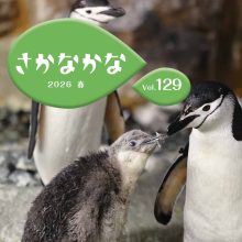 【機関紙「さかなかな」最新号】 Vol.129 2026 春 を発行しました