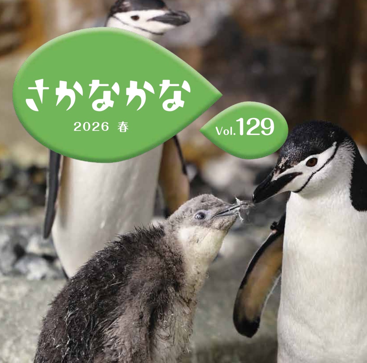 【機関紙「さかなかな」最新号】 Vol.129 2026 春 を発行しました