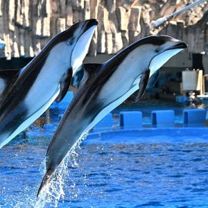 テトラ真似っこ