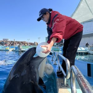 イルカとおもちゃ