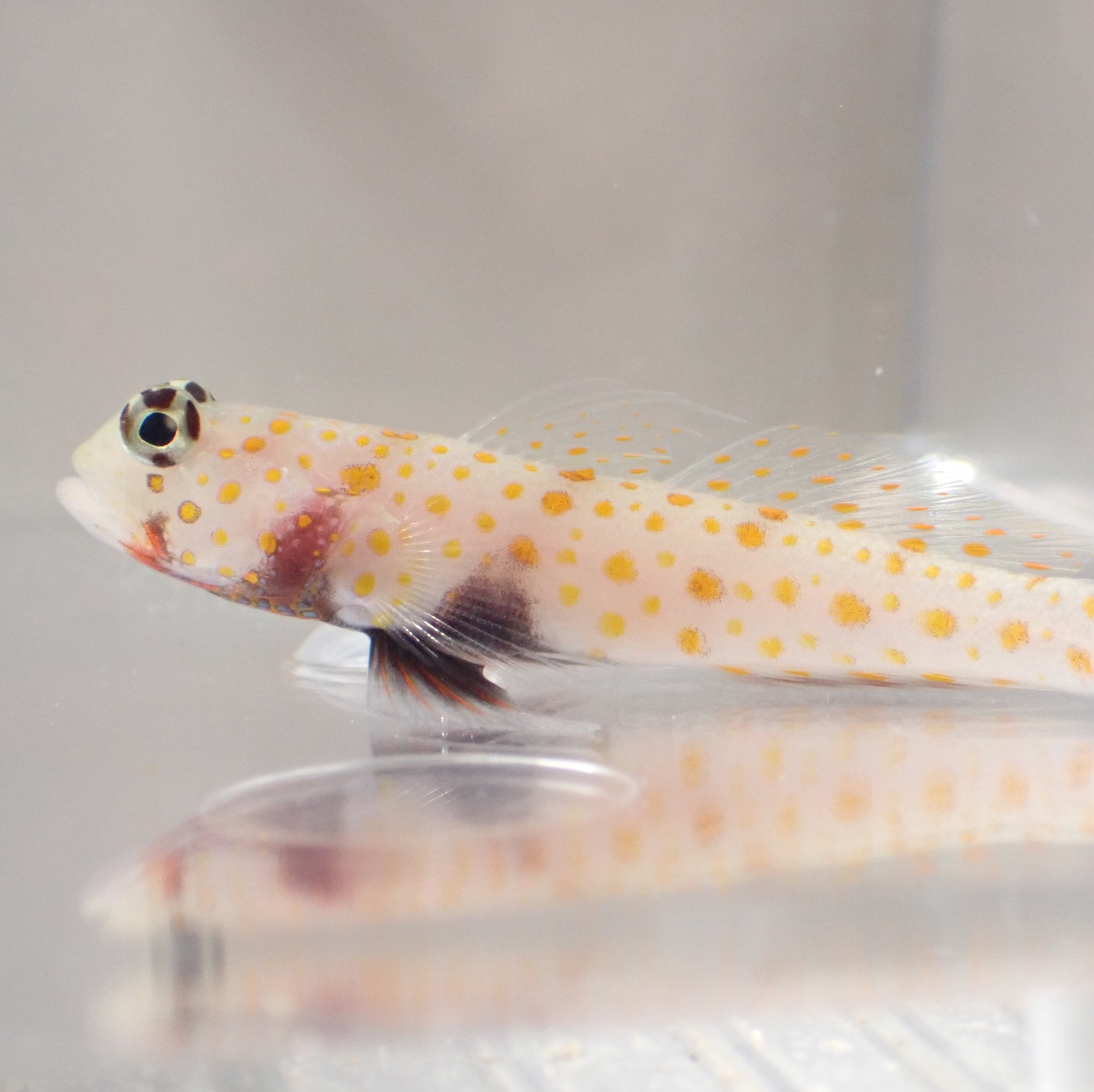 季節展　春　2026 「春の黄色い花の彩り　ヤマブキハゼ」を開催しています