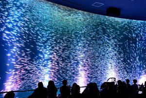 音楽と光による幻想的な演出 「マイワシのトルネード（春バージョン）」を お楽しみいただけます