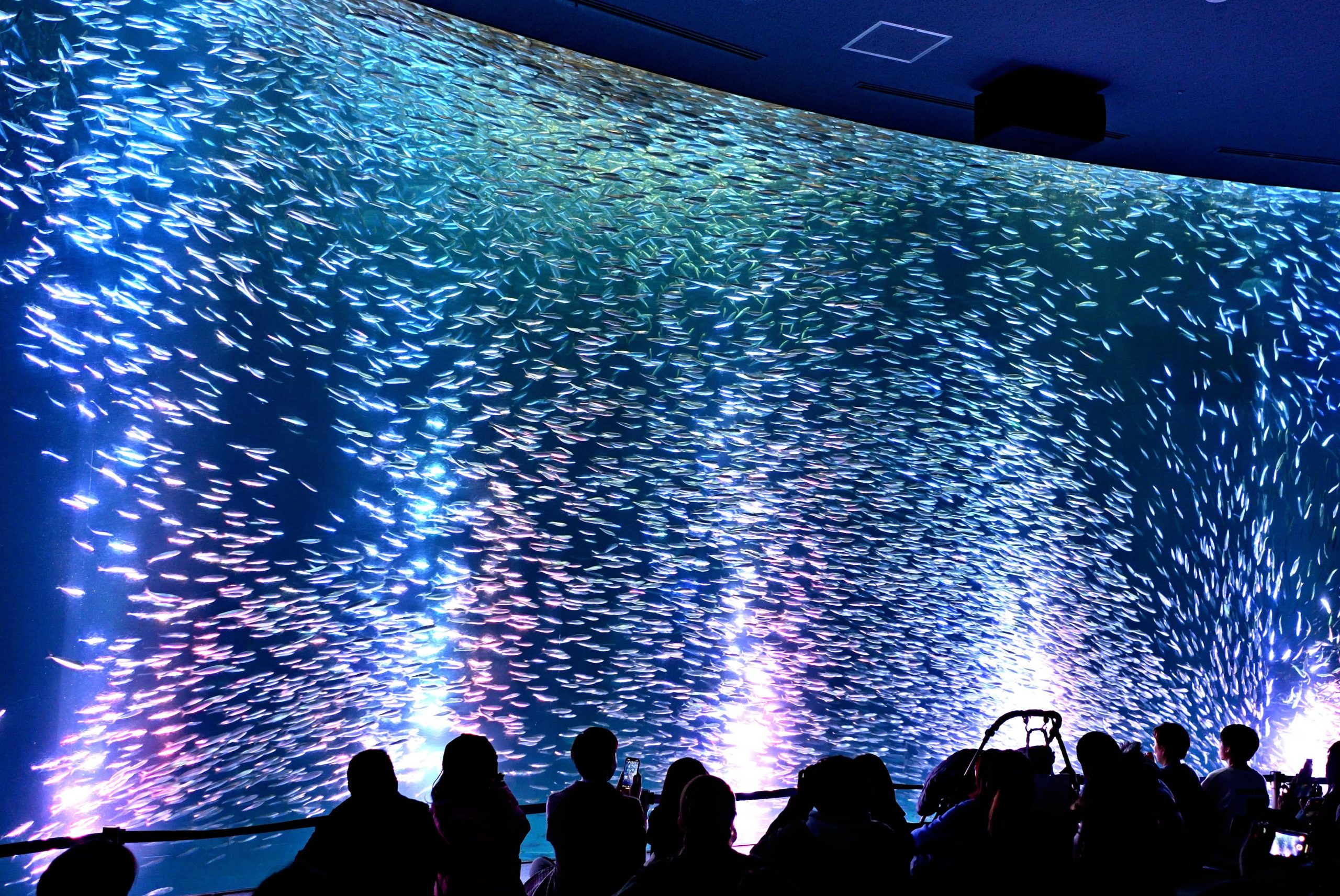 音楽と光による幻想的な演出 「マイワシのトルネード（春バージョン）」を お楽しみいただけます