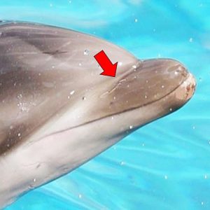 イルカの毛穴は何個ある！？