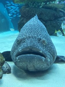 🐠サンゴ礁大水槽の生き物紹介　Part1🐠