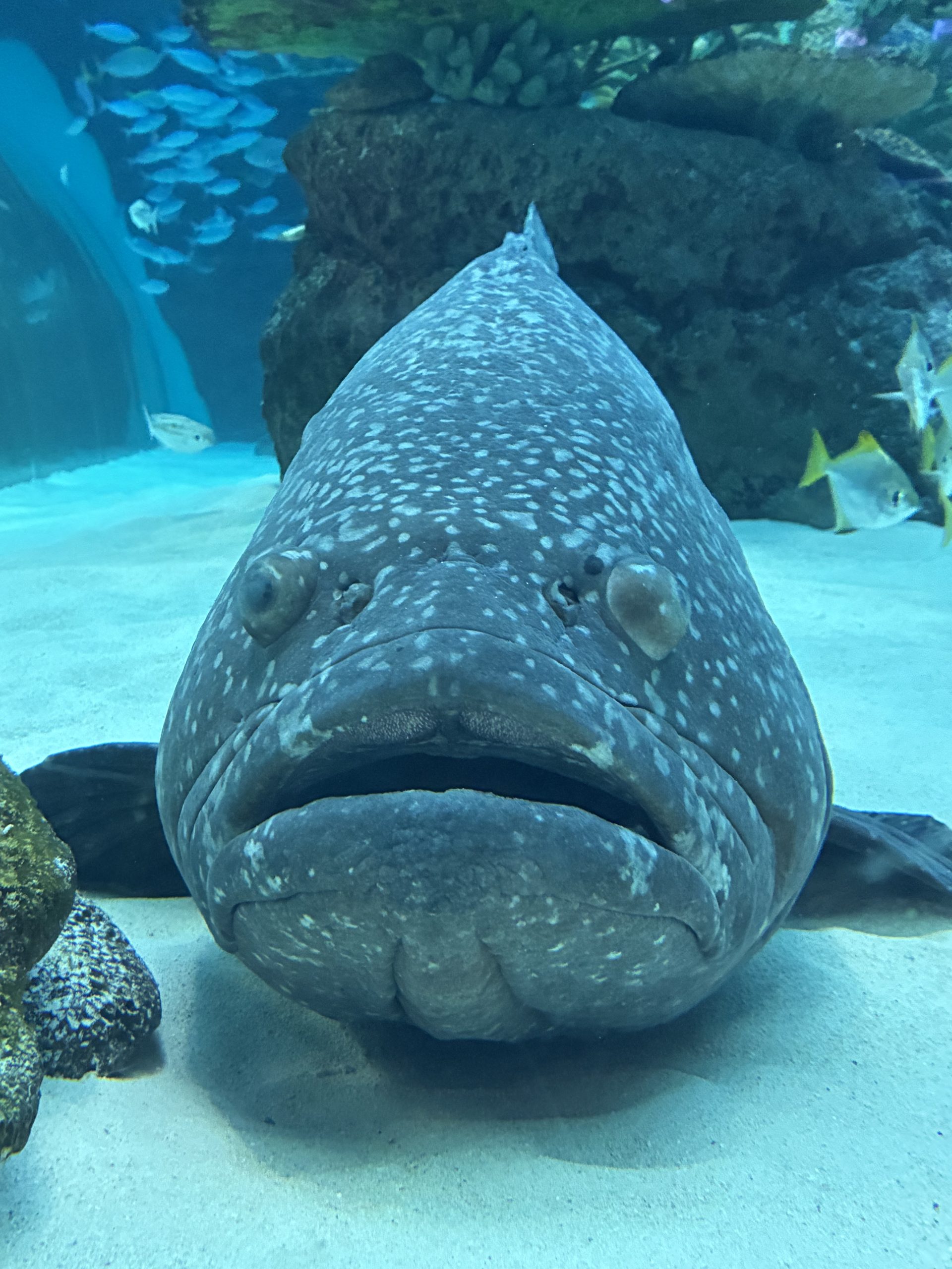 🐠サンゴ礁大水槽の生き物紹介　Part1🐠