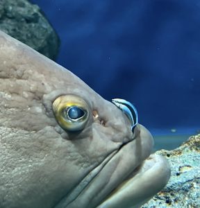 水槽に浮かぶ物体の謎を追え！