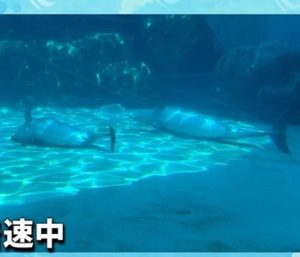 アンの真似をするハッピー