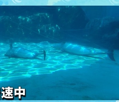 アンの真似をするハッピー