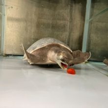 新着！ 海の生き物レターを発行しました （更新日:2026.5.23）