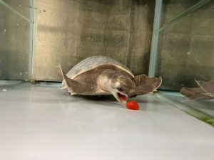 新着！ 海の生き物レターを発行しました （更新日:2026.5.23）