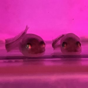 ザラビクニンの幼魚を展示しました②　～稚魚誕生！～