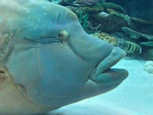 🐠サンゴ礁大水槽の生き物紹介Part２🐠