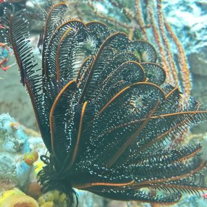 ウミシダの中は素敵なお家？