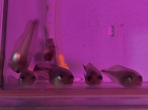 ザラビクニンの幼魚を展示しました①　～産卵～