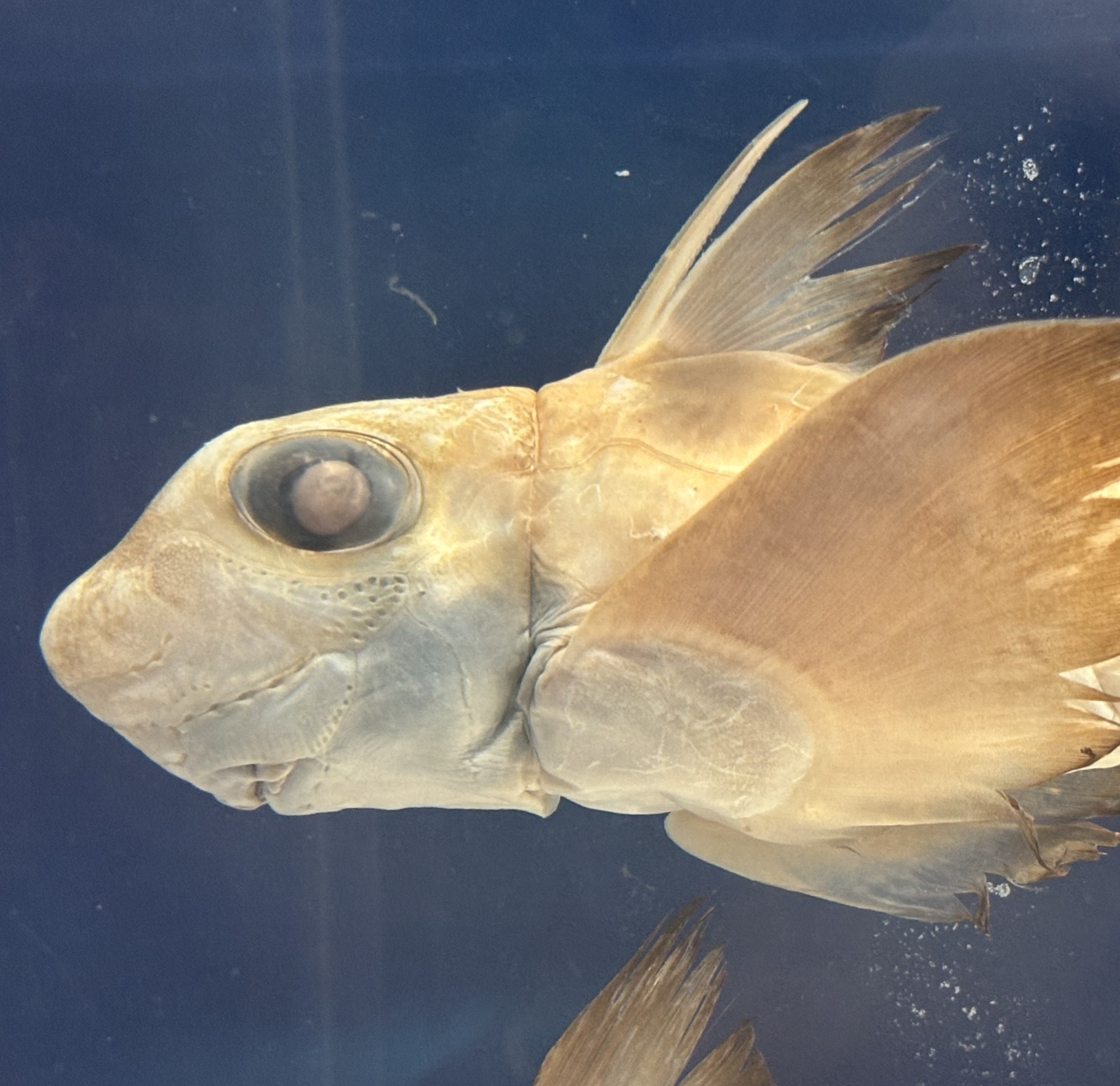 深海生物の標本を詳しく見てみよう！～No.1アカギンザメ～