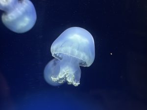 ブルーキャノンボールジェリーが仲間入り！