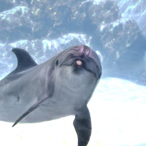 バンドウイルカ「アン」の赤ちゃんについて