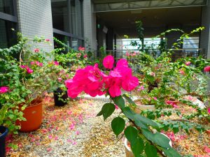 花