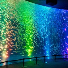 ～音楽と光による幻想的な演出～ マイワシのトルネードを 雨上がりの虹バージョンに変更します