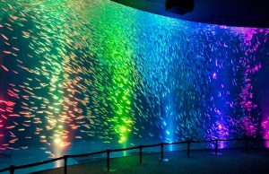 ～音楽と光による幻想的な演出～ マイワシのトルネードを 雨上がりの虹バージョンに変更します