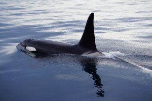当館飼育係の撮り下ろし シャチ写真展「飼育係が見た野生の姿2026」を開催します