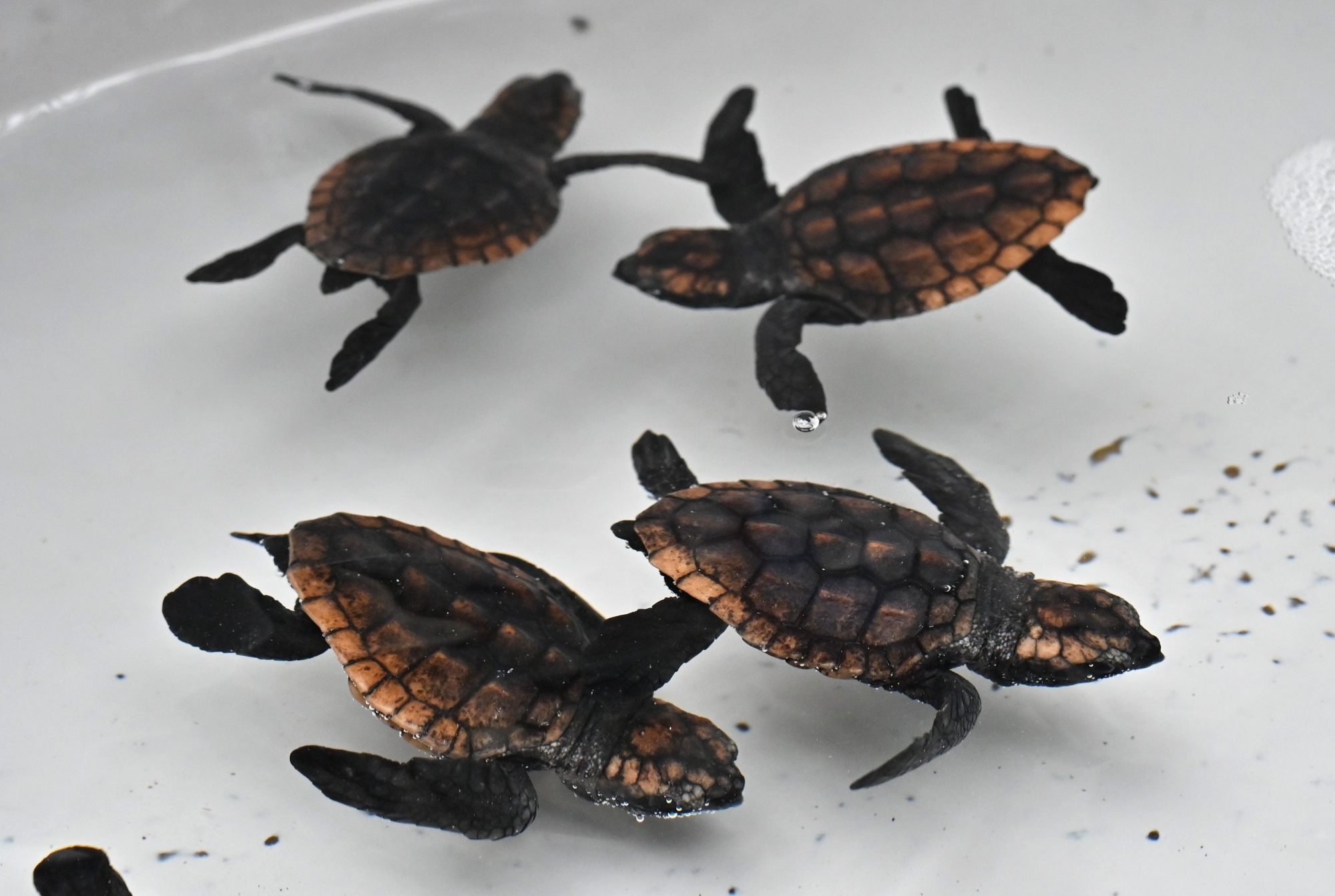 今年初めてアカウミガメの赤ちゃんが誕生しました ～南館3階子ガメ水槽