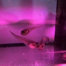 新着！ 海の生き物レターを発行しました （更新日:2026.7.16）