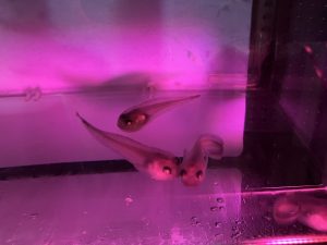 新着！ 海の生き物レターを発行しました （更新日:2026.7.16）