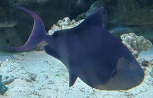 🐠サンゴ礁大水槽の生き物紹介Part3🐠